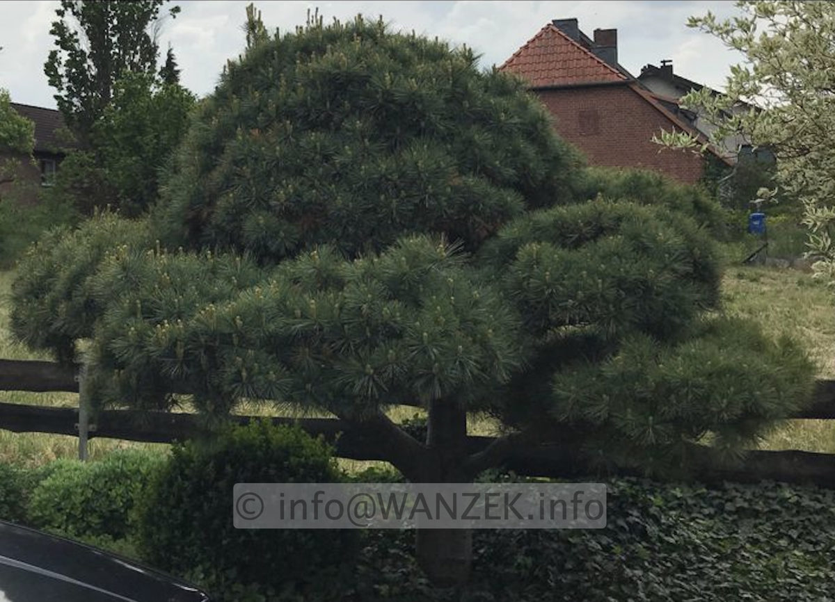 Bonsaikiefer schlecht geschnitten 2,5m hohe Weymouthkiefer.jpg